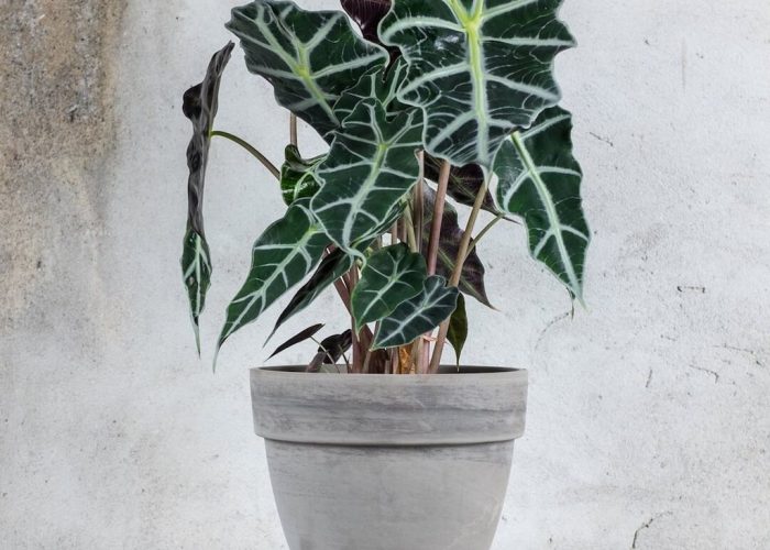 alocasia 1